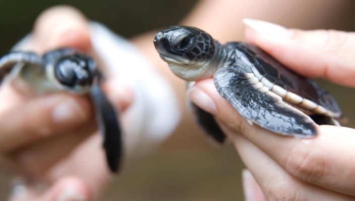 Baby sea turtles being held in hands