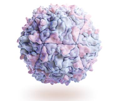 illustration of a poliovirus