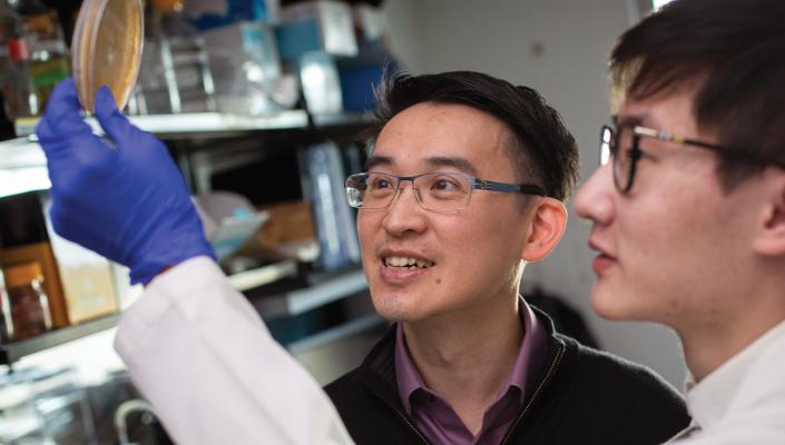 Anthony Leung (left) and research technologist Junlin Zhuo, ScM, inspect a plate of bacteria that produce proteins for ADPr-Glo.