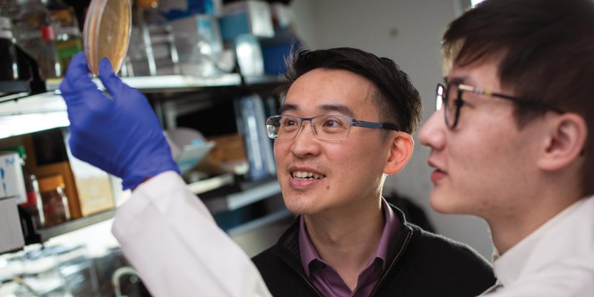 Anthony Leung (left) and research technologist Junlin Zhuo, ScM, inspect a plate of bacteria that produce proteins for ADPr-Glo.