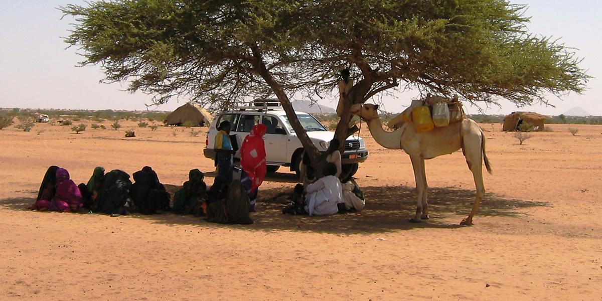 Researchers talk with herdsmen in the shade of an isolated tree; a white SUV and a camel are in the background