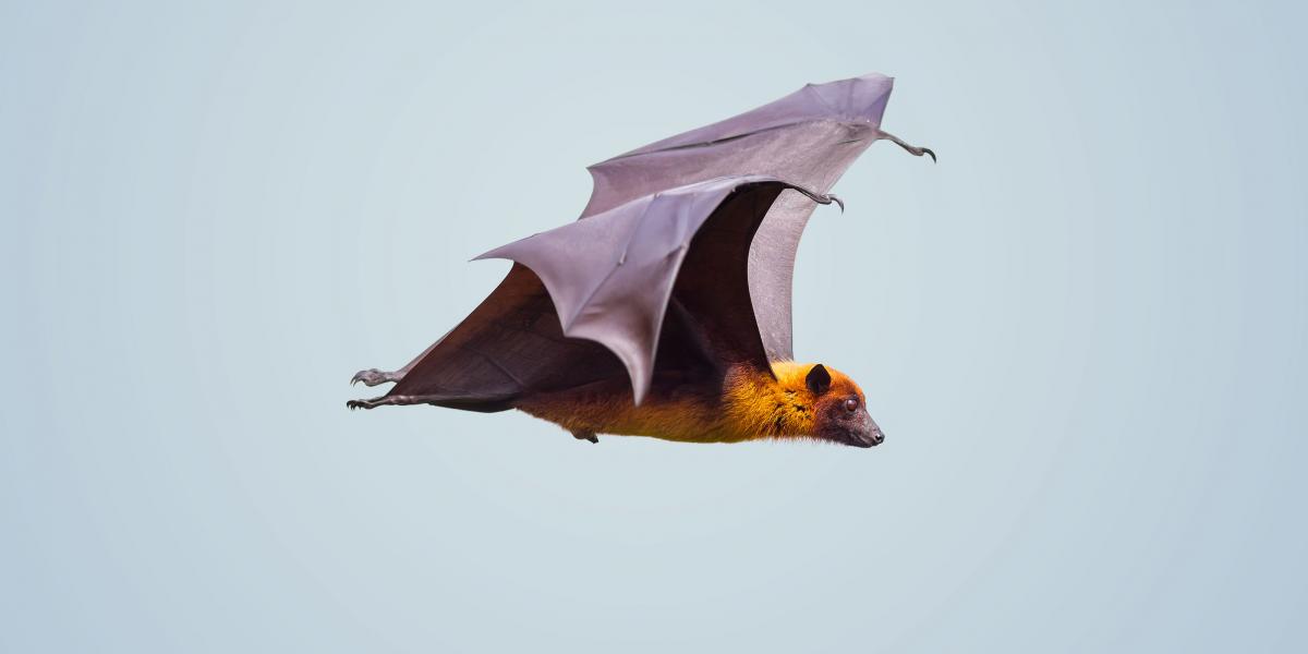 Image of a bat flying