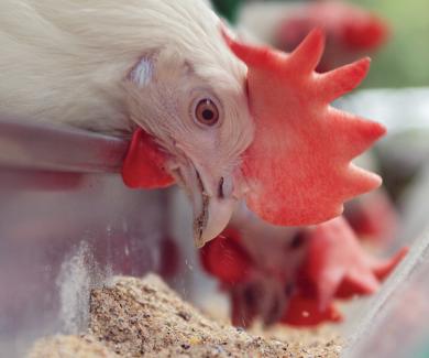 close-up photo of a chicken eating from a pile of feed