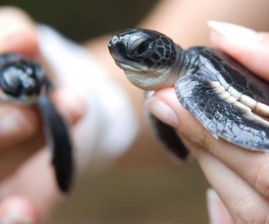 Baby sea turtles being held in hands