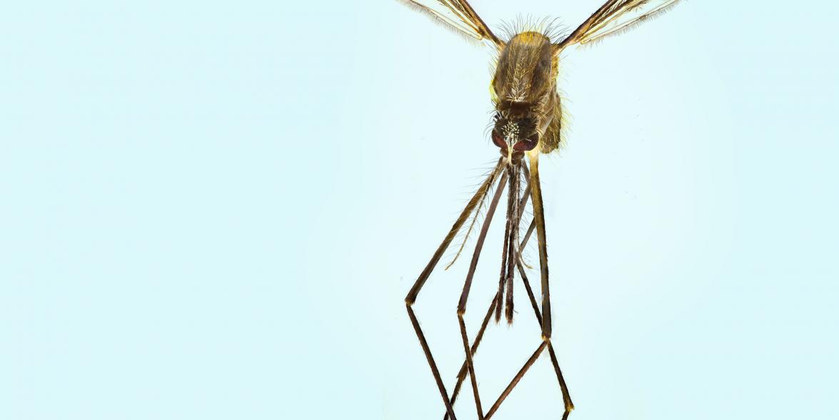 Image closeup of a scary looking mosquito