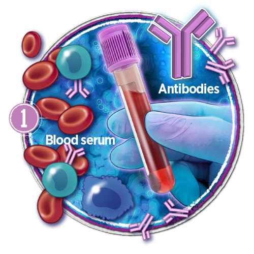 Monoclonal antibodies & convalescent plasma